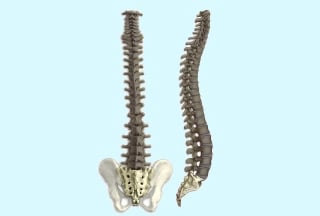 Image of Human Spine